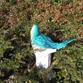 Niebieska papuga - ceramika