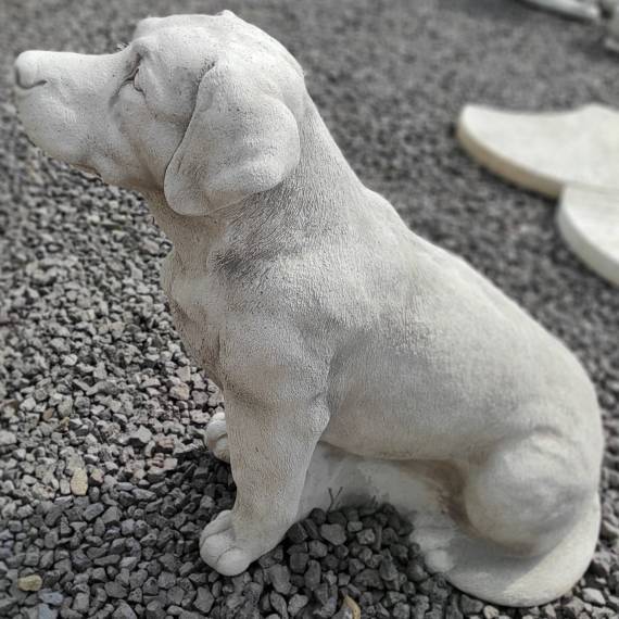 Großer Labrador-Hund