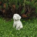 Golden retriever - puppy