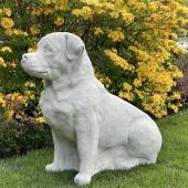 Sitting dog Golden retriever - big