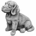 Labrador Hund - Welpe