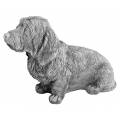 Long-haired dachshund dog 2
