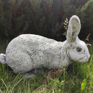Field hare - big